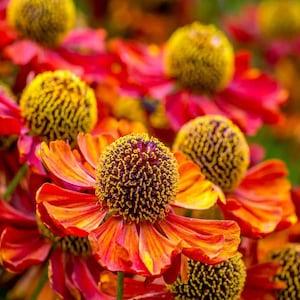 25 seeds Sneezeweed Autumnale Perennial