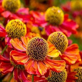 25 seeds Sneezeweed Autumnale Perennial