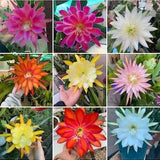 Collector super Pro set 50 different colors/ varieties - 50 cuttings/ leaves / stems Epiphyllum Orchid Cactus 6-8???