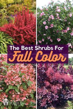 Fall Blooming Shrubs for Blazing Autumn Color Flower Delivery