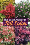 Fall Blooming Shrubs for Blazing Autumn Color Flower Delivery