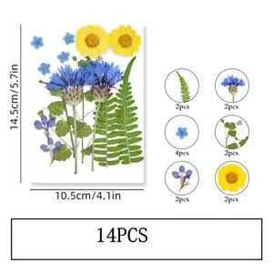 14PCS Real Pressed Dry Flower collection, yellow Flower with leaf stem FSS505