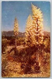 Desert Yucca Is The Largest Of The Lily Plants Family - Vintage Postcard