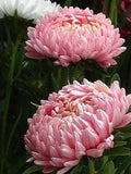 Astra Peony Yanina Salmon Seeds flowers Annuals Ukraine 0.25 grams