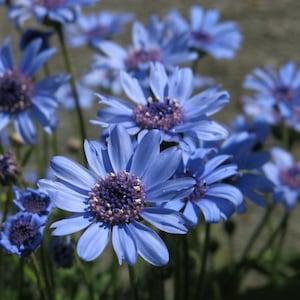 50 Seeds- Felicia Blue Daisy Flower Seeds-Blue Felicia Flower-pv483-Felicia Heterophylla