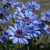50 Seeds- Felicia Blue Daisy Flower Seeds-Blue Felicia Flower-pv483-Felicia Heterophylla