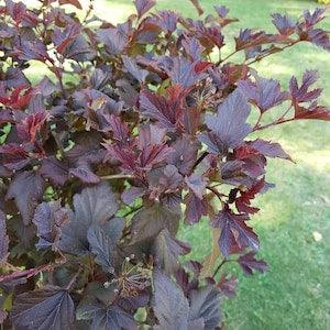 Black Ninebark Seeds Canada, Common Nine Bark, Shrub Bush Hedge, Red Purple Maroon Leaves, Physocarpus Opulifolius Zone 3-8 Perennial