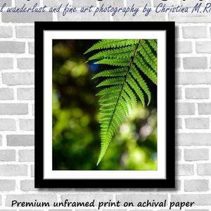 Fern Photography and Nature scenery; Nga Manu, New Zealand (Fine art photos of various sizes including 8x10, 11x14 & small/large/XL prints)