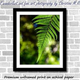 Fern Photography and Nature scenery; Nga Manu, New Zealand (Fine art photos of various sizes including 8x10, 11x14 & small/large/XL prints)