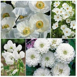 Caribou Seed Company | IVORY INSPIRATION | White Flower Seeds | 4 Packets | Bridal Silk Poppy, White Zinnia, White Cosmos, White Sweet Pea