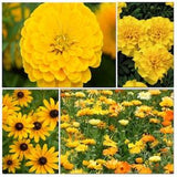 Caribou Seed Company | GOLDEN GLORY | Yellow Flower Garden | 4 Seed Packets|Marigold,Yellow Zinnia,Pacific Beauty Calendula,Black-Eyed Susan