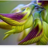 Birdflower seeds, for all year round, fun and easy to grow, organic, flowers like hummingbirds, a lovely gift, fast shipping