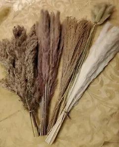75-Piece Assortment Dried Pampas Grass Individual Stems White Browns 13"-17" NIB