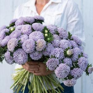 30 Lady Coral Lavender Aster Seeds / Callistephus Chinensis / Cut Flowers / English Garden / Lady Coral / Container Gardening / Moonstone