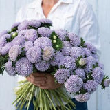 30 Lady Coral Lavender Aster Seeds / Callistephus Chinensis / Cut Flowers / English Garden / Lady Coral / Container Gardening / Moonstone