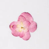 2PCS Real Pressed Dry Hydrangea Flower, natural pink Flower Head for art FSS02