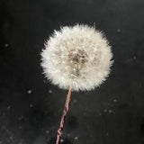 Natural Real Dandelion Flower Craft Wire Branch DIY Wedding Home Decoration 5Pcs