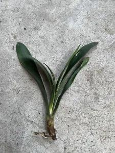 Clivia Miniata Bush Lily Orange Flowers Live Plant