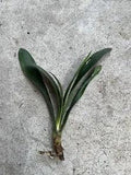 Clivia Miniata Bush Lily Orange Flowers Live Plant