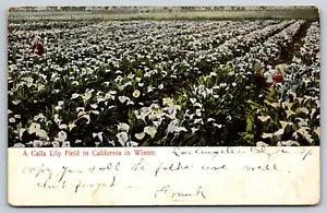 Calla Lily Field Los Angeles California CA Vintage Postcard G1