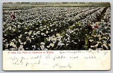 Calla Lily Field Los Angeles California CA Vintage Postcard G1