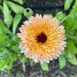 ORGANIC Calendula Zeolight, Flower Seeds, Organic Flower Seeds