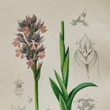 Three-Toothed Orchid Print - Original Antique Botanical 1880s - Orchis variegata or Neotinea tridentata (plant flower seed pink purple red)