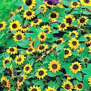 Creeping Zinnia Flowers 0.3g - 200 Seeds - Sanvitalia Procumbens NON GMO