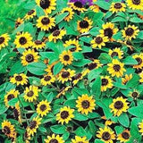 Creeping Zinnia Flowers 0.3g - 200 Seeds - Sanvitalia Procumbens NON GMO