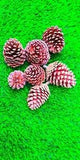 10 Pcs pine cones natural 100% dried flowers wedding decors christmas garland
