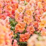 30 Twinny Bronze Snapdragon Seeds / Antirrhinum majus / Dwarf Flower / Container Gardening / English Garden / Wildflowers / Cottage Garden