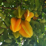 Carambola Seeds 10+ Star Fruit Averrhoa Carambola Sweet Tree NON-GMO Fresh Plant