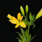 Orchids, yellow, black, intriguing, mysterious