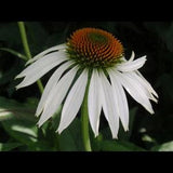 White Coneflower Seeds, Echinacea Seeds