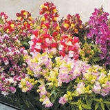 Bicolor Snapdragons SEEDS mixed cut flower bouquet florist wedding bouquet Dizzy Bees Urban Garden