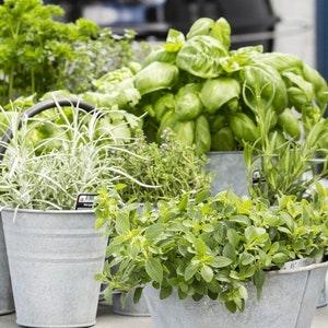 Aromatic Cuisine Blend of Herbs 1g - 500 NON GMO Seeds