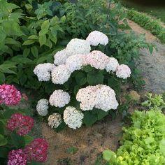24 Plants for Narrow, Tight Spaces Flower Delivery