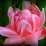 Etlingera elatior Pink - Pink Torch Ginger - 20 Seeds
