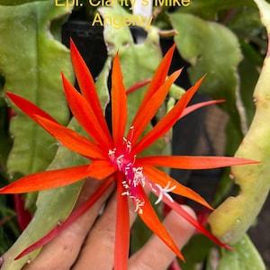 Epiphyllum Clarity??s Mike Cutting 10???-12??? long