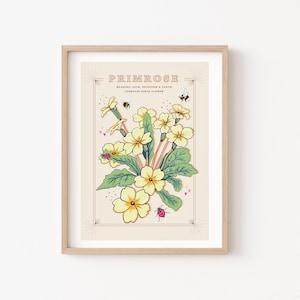 Primrose Wall Art Print, February Birth Flower Illustration Print