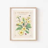 Primrose Wall Art Print, February Birth Flower Illustration Print