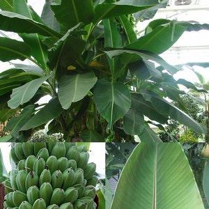 Musa sikkimensis - Darjeeling Banana Plant Seeds - 5 Quality Seeds