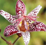 Red White Toad Lily Plant Flower Seeds Perennial Charming Landscaping Flowers