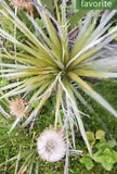 Celmisia armstrongii  Armstrongs Mountain Daisy Plant 10 Seeds