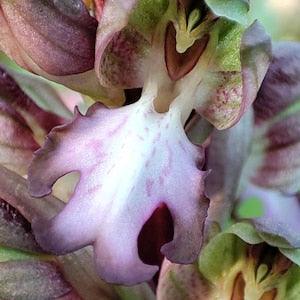Giant Orchid Himantoglossum robertianum 1 bulb