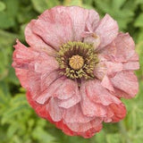 Poppy Flower Seeds, Shirley Poppy Flower Seeds, "COOL BEANS N sprouts" Brand. Home Gardening.