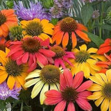 Coneflower Flowers Blend 1g / 100 Seeds - Echinacea GMO Free