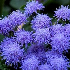 Blue Mink Floss Flower - Ageratum houstonianum - Rare 'Plant' Seeds - Flossflower, Blue-Pink, Mexican Paintbrush,Asteraceae, Blue Blazes