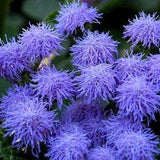 Blue Mink Floss Flower - Ageratum houstonianum - Rare 'Plant' Seeds - Flossflower, Blue-Pink, Mexican Paintbrush,Asteraceae, Blue Blazes