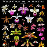 Wild Orchids of Malesia